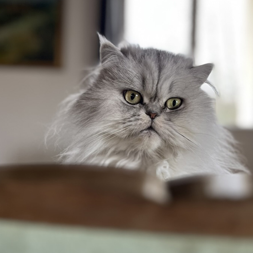 Olympe le chat | 26 Passage, Créatrice de bijoux à Paris